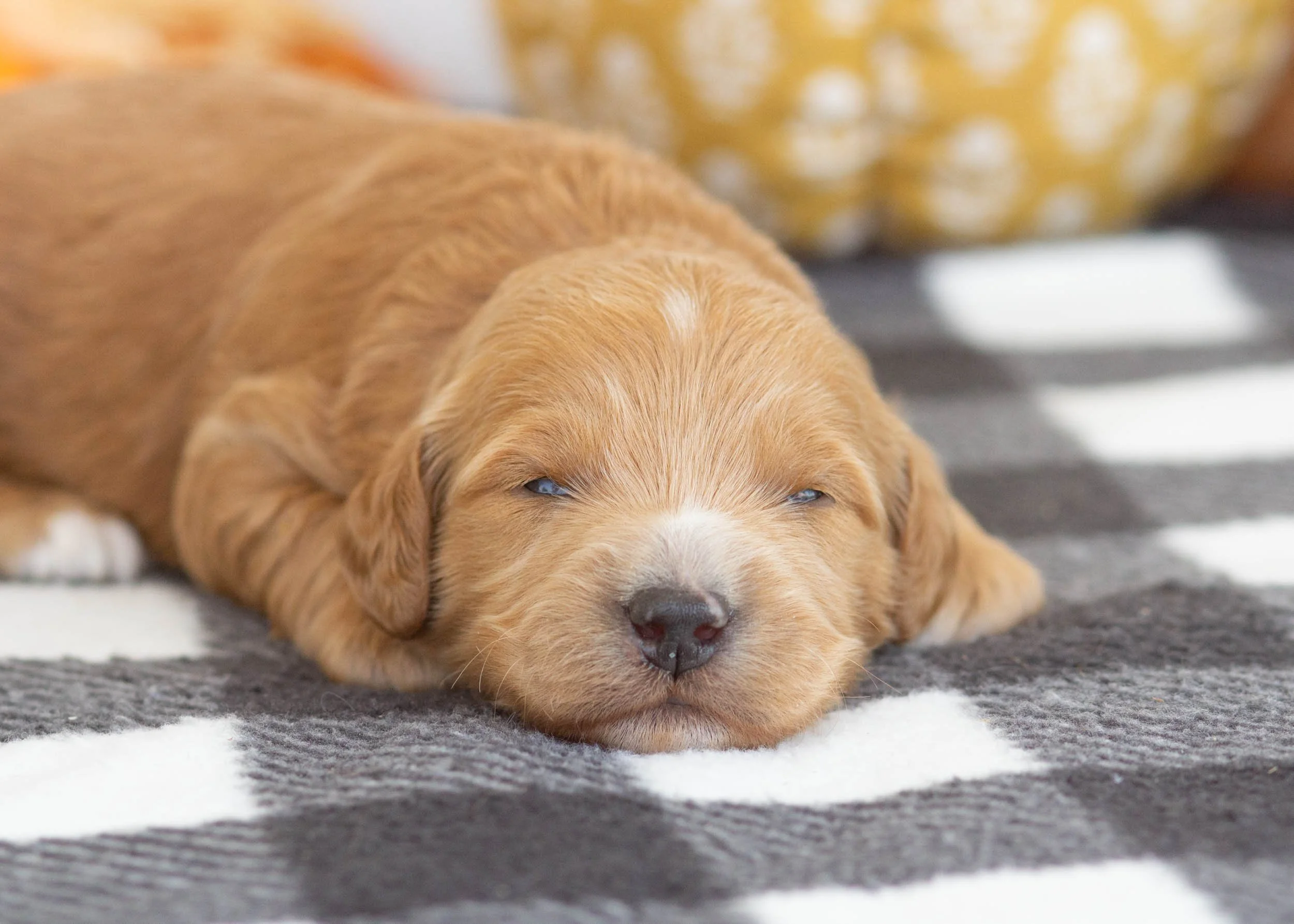 Lucas goldendoodle for sale(1).jpg