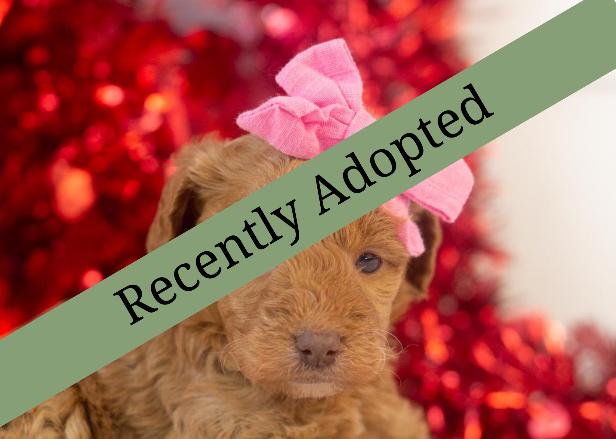 goldendoodle for sale