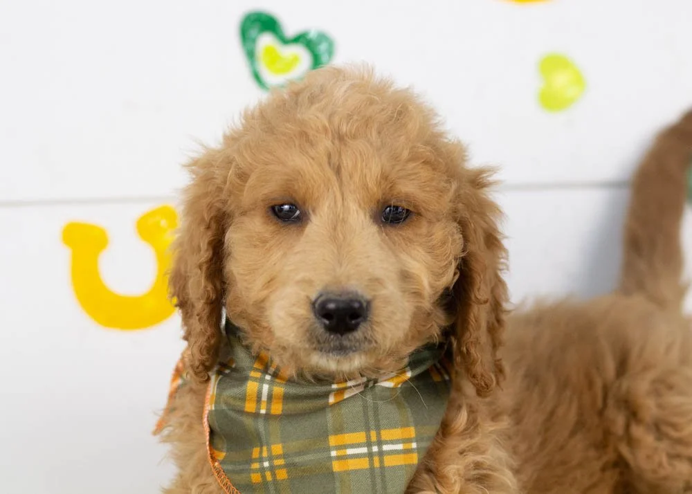 Landry goldendoodle for sale(2).jpg