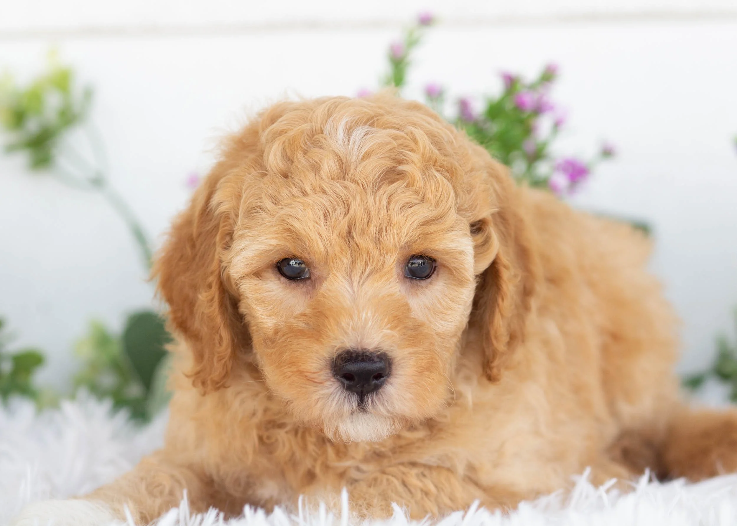Charlie goldendoodle for sale(1).jpg