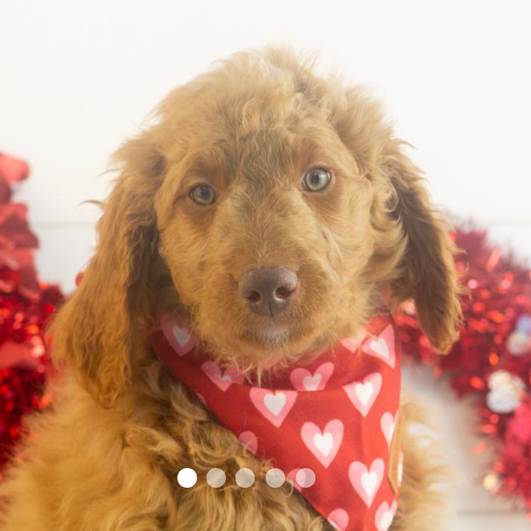 Copy of FBP Design.png