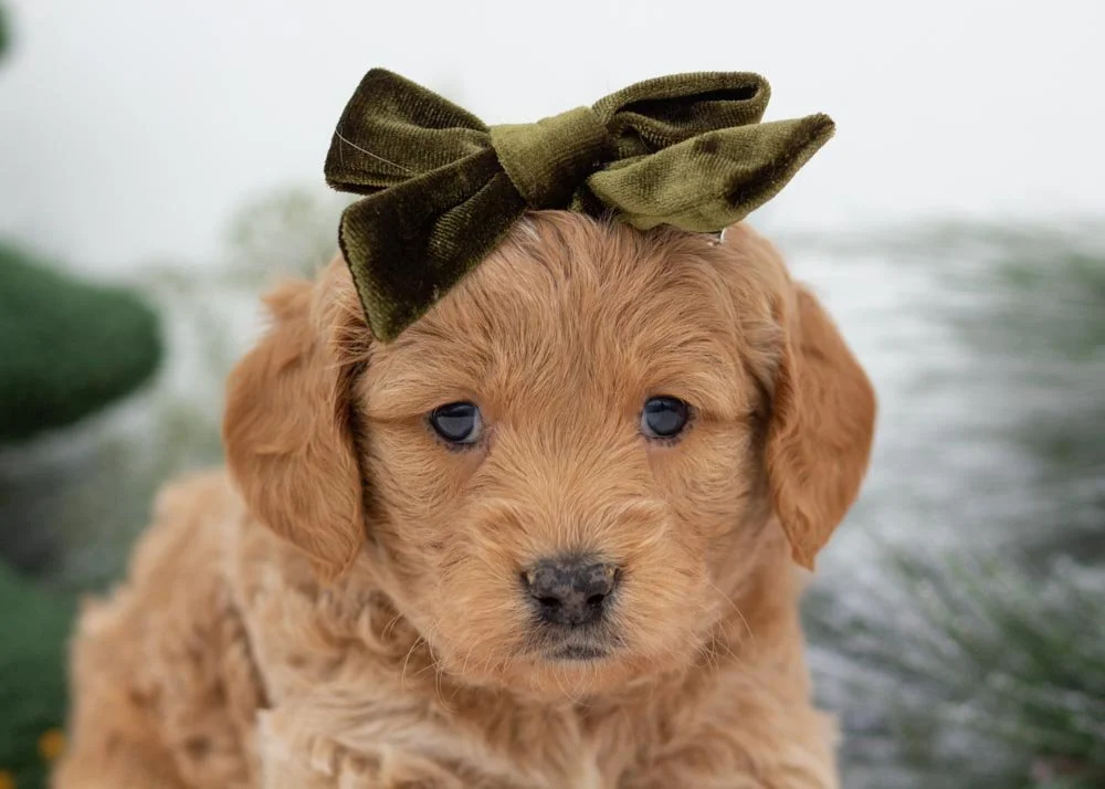 Mac goldendoodles for sale(1).jpg