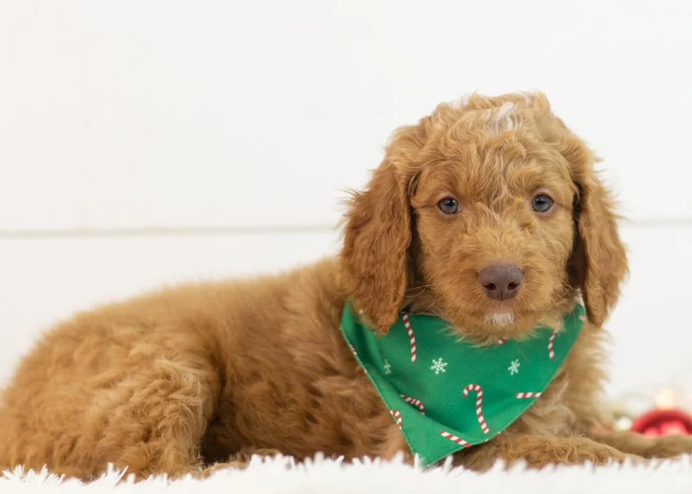 Spur goldendoodle for sale(2).jpg