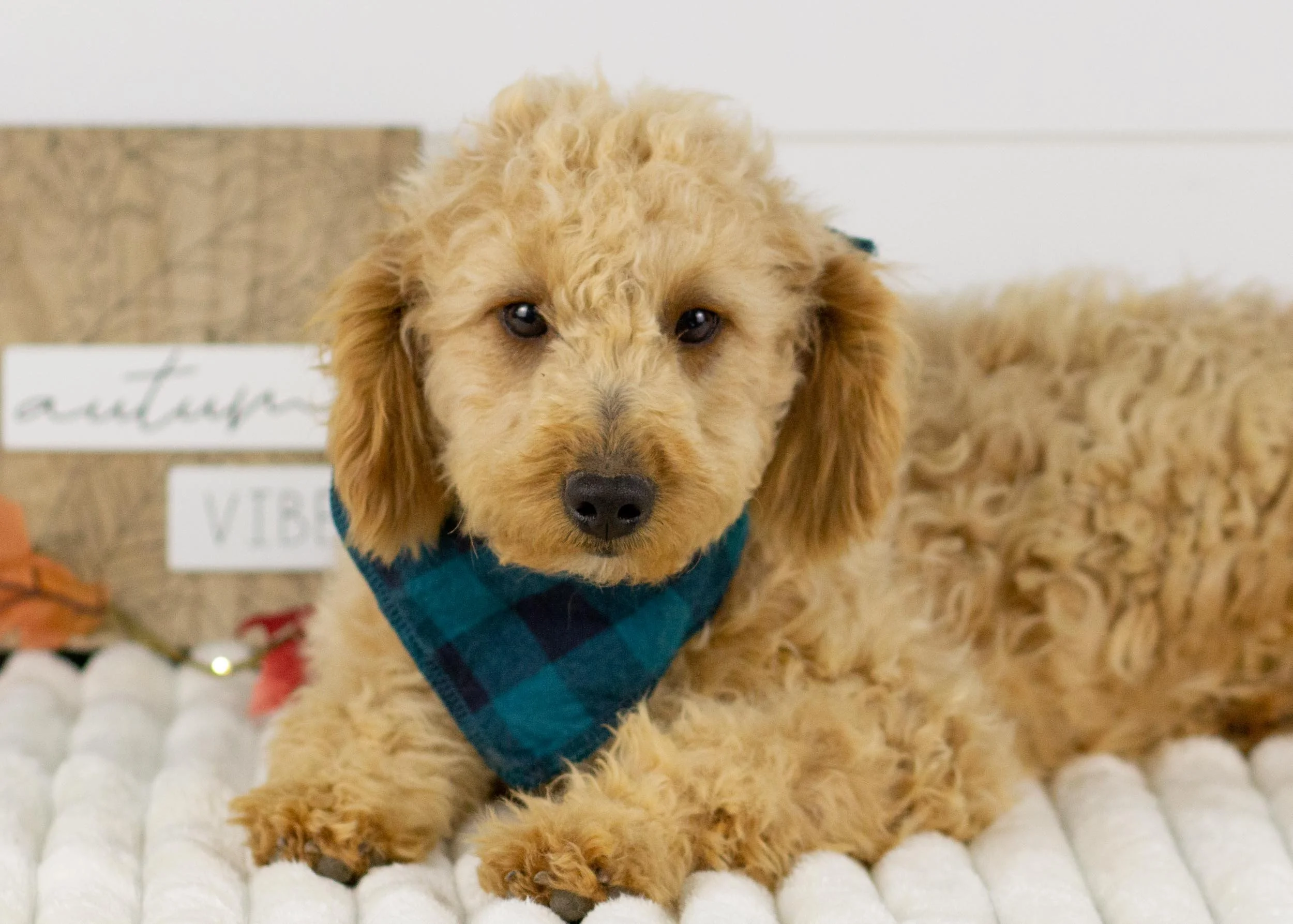 Frankie goldendoodle for sale.jpg