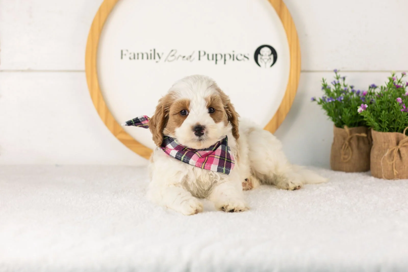 Dominic goldendoodle for sale.jpg