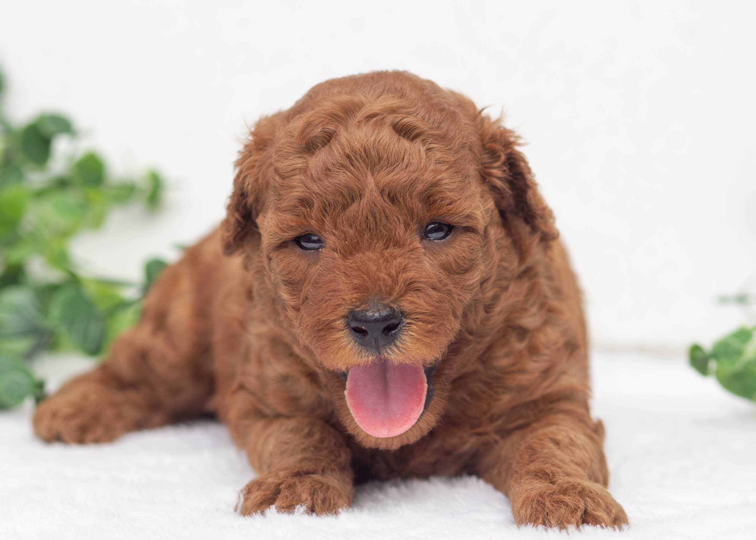 Laken Goldendoodle For Sale(2).jpg