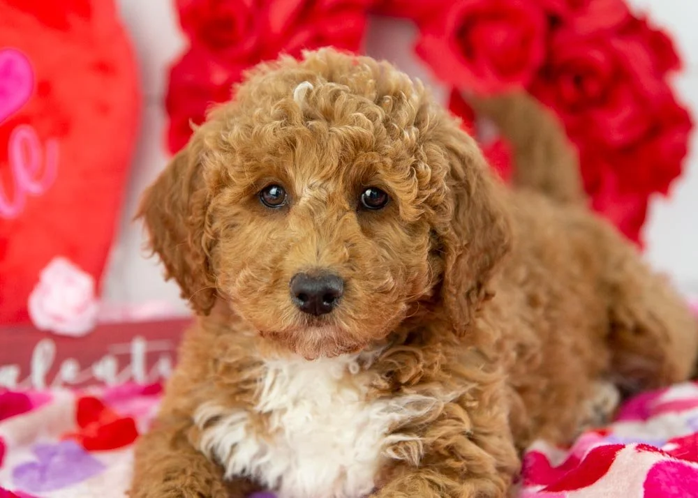 bandit goldendoodle for sale.jpg