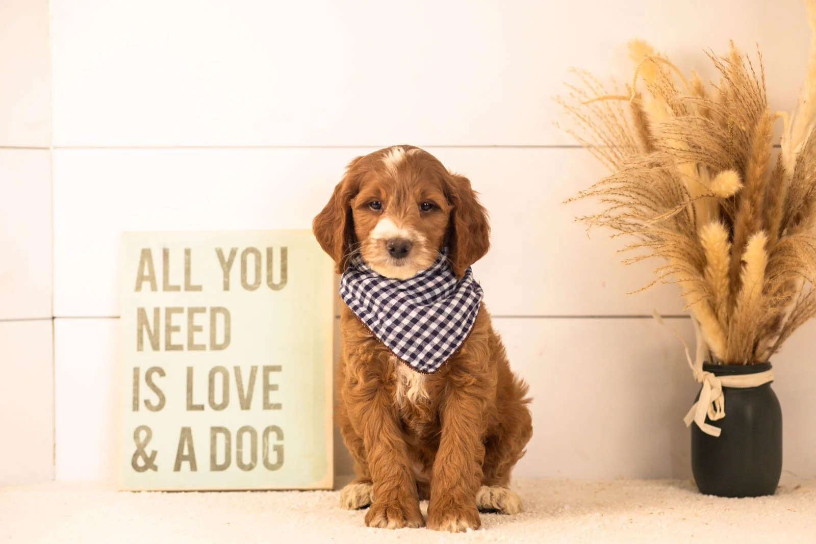 Abel goldendoodle for sale(2).jpg
