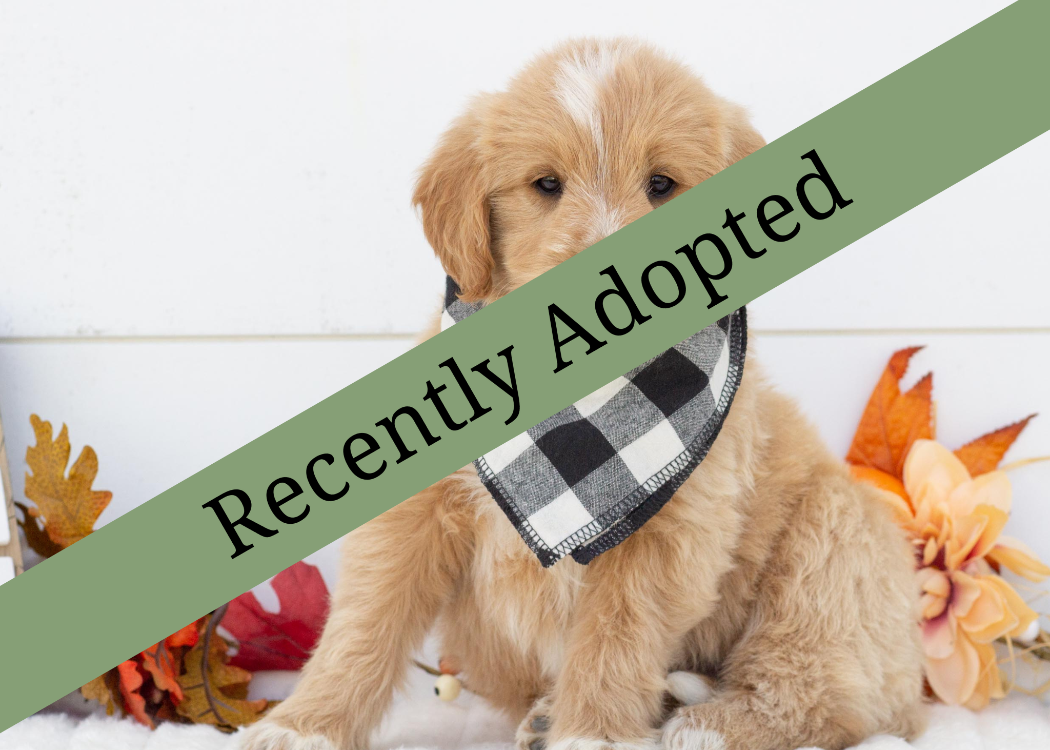 goldendoodle for sale