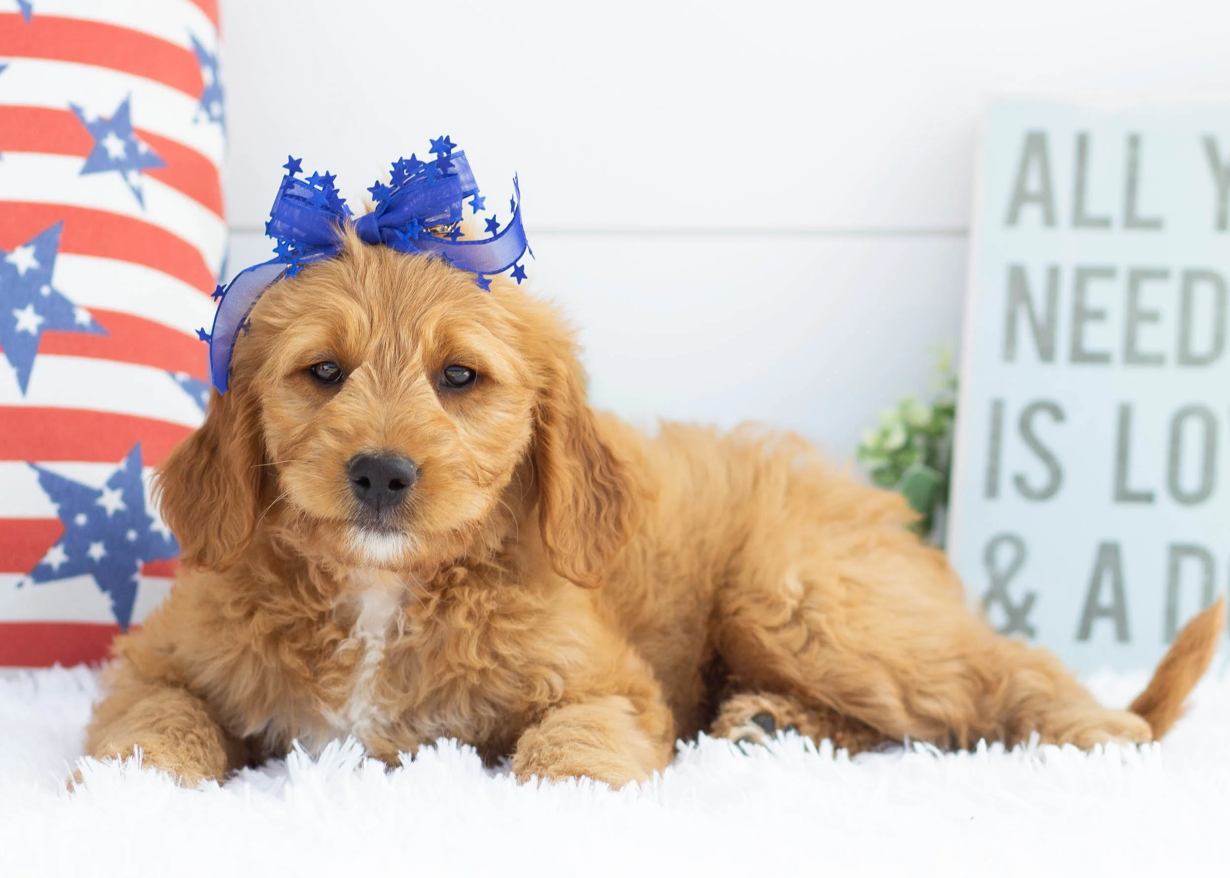 Cocoa Puffs Goldendoodle For Sale.jpg