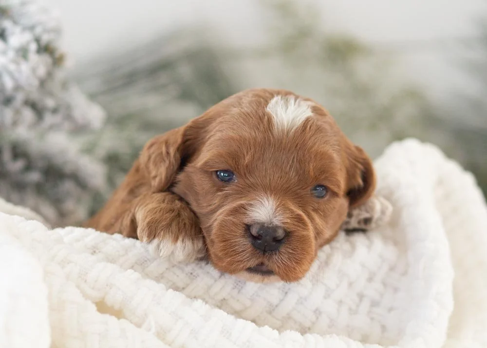 goldendoodle for sale
