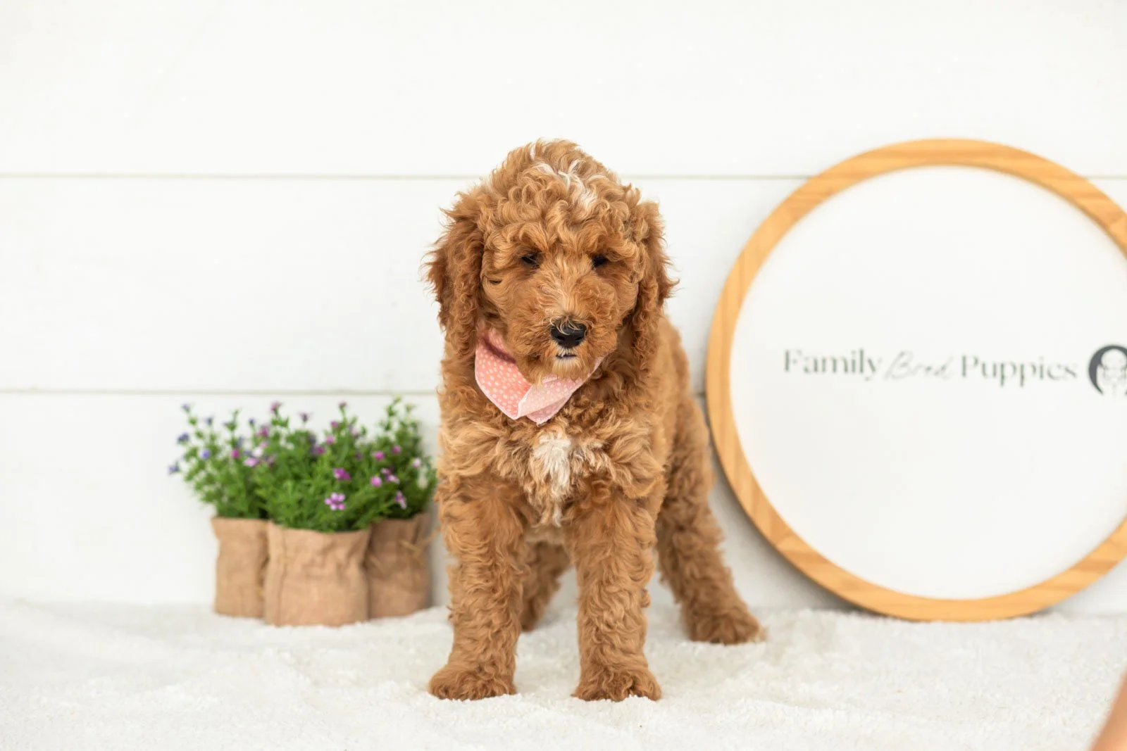 Ham goldendoodle for sale(1).jpg
