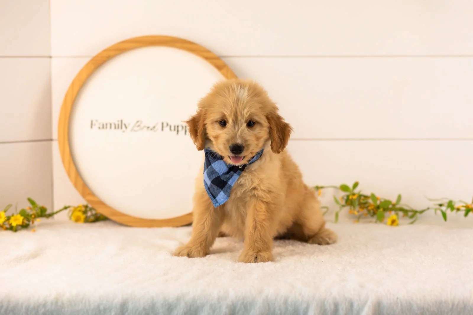 Ezra goldendoodle for sale(1).jpg