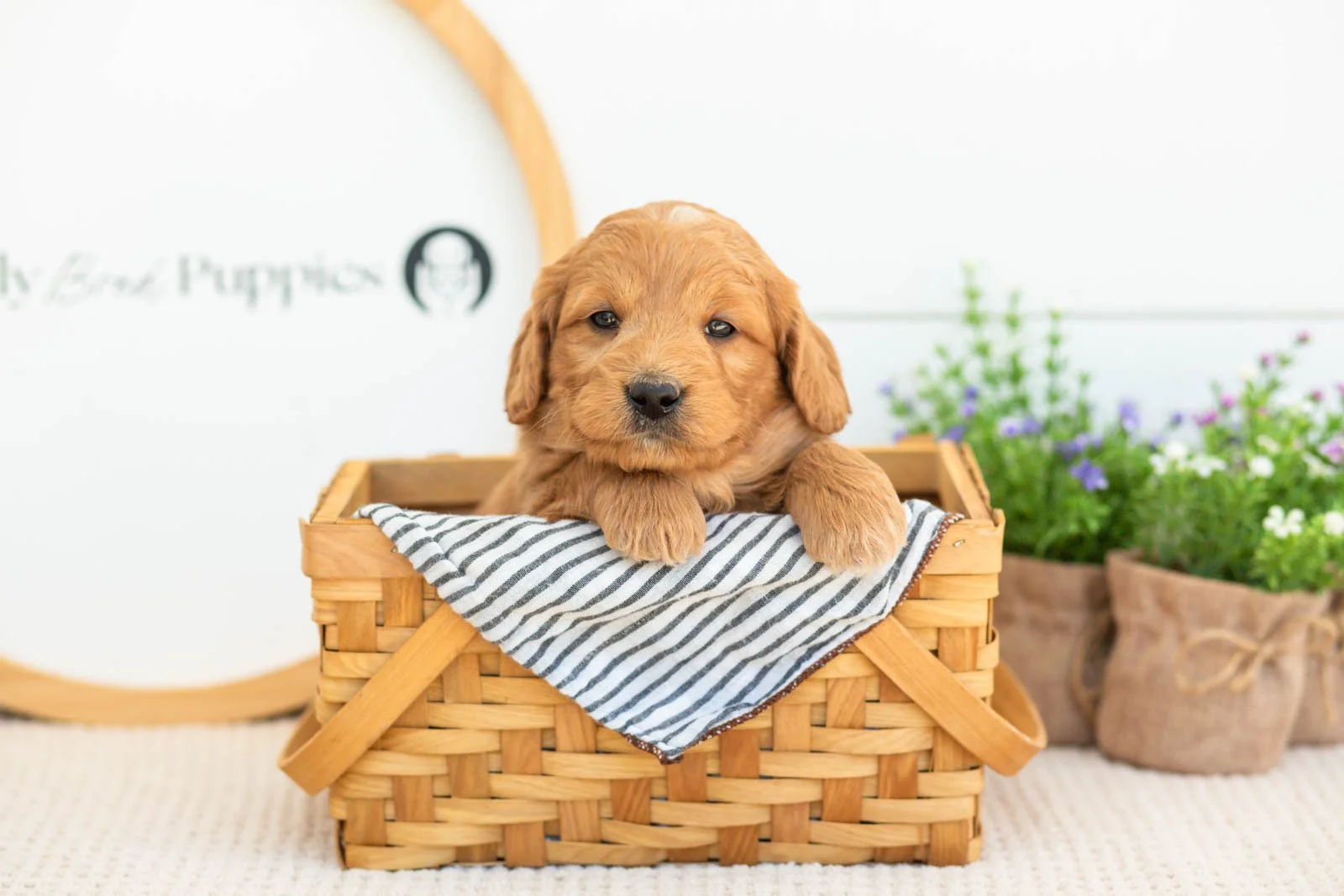 Cha Cha Goldendoodle for sale.jpg