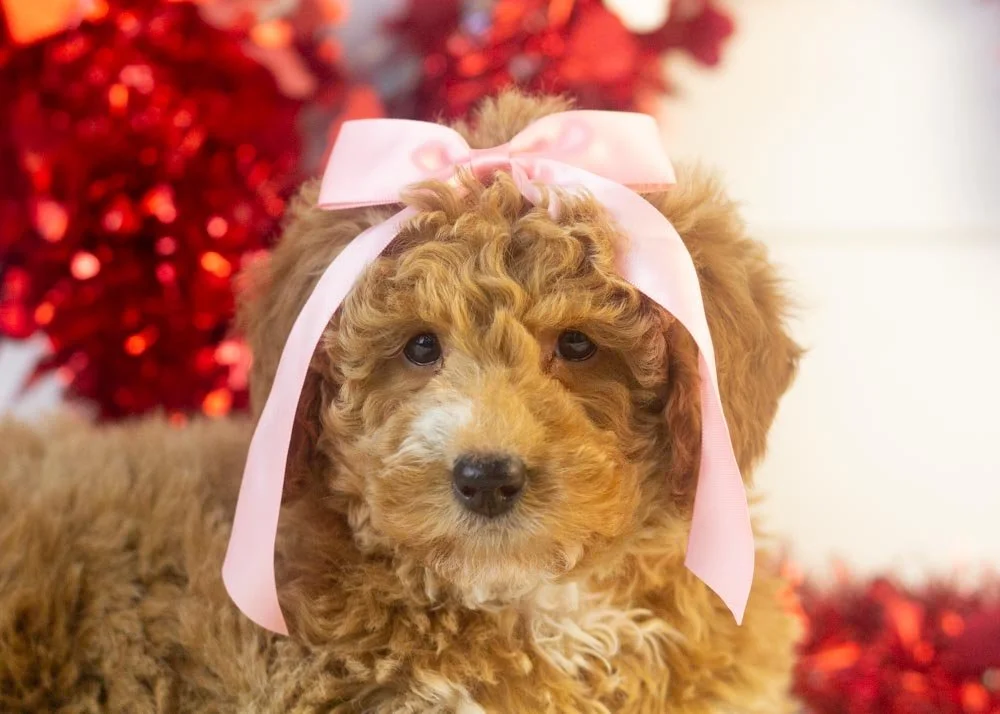 Chilli goldendoodle for sale(1).jpg