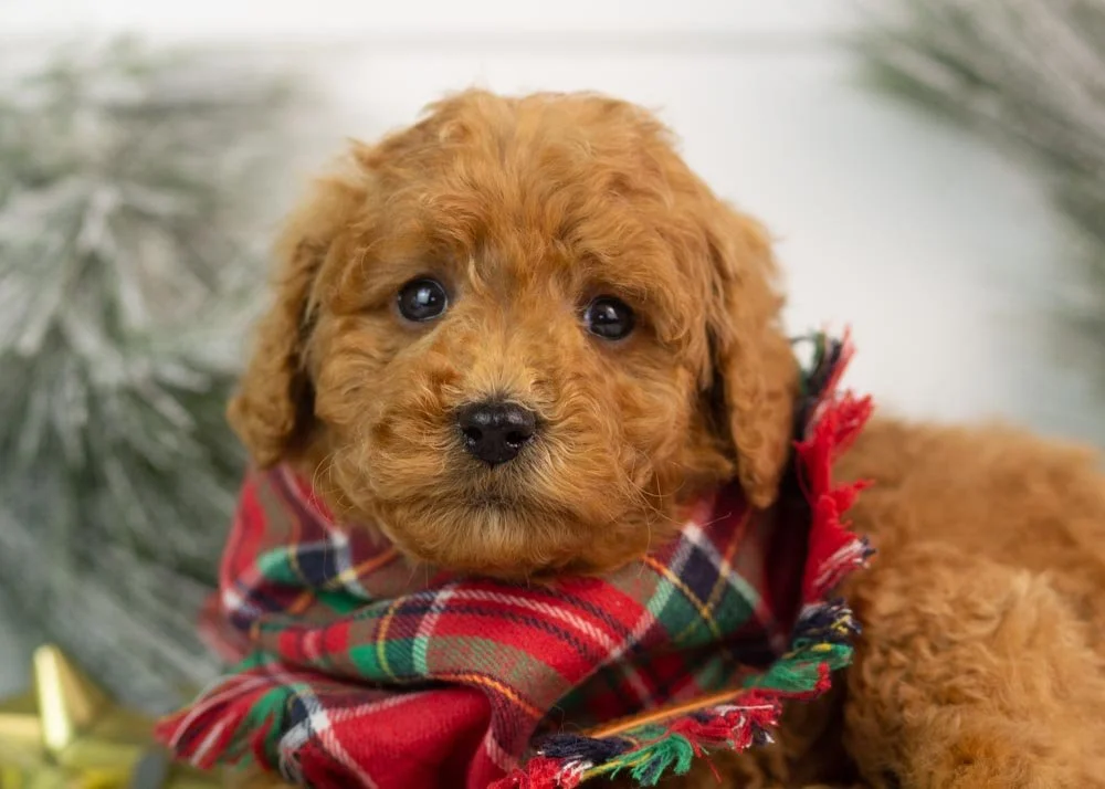 Bear goldendoodle for sale(3).jpg