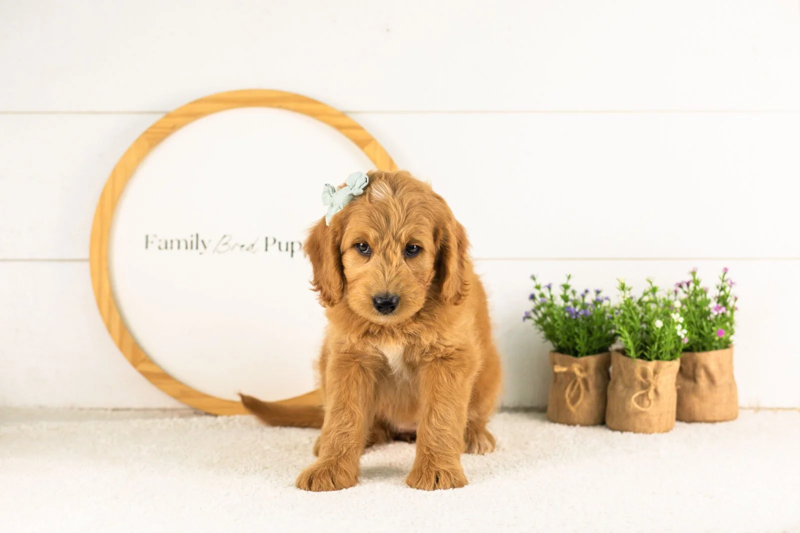 Cha Cha goldendoodle for sale(1).jpg