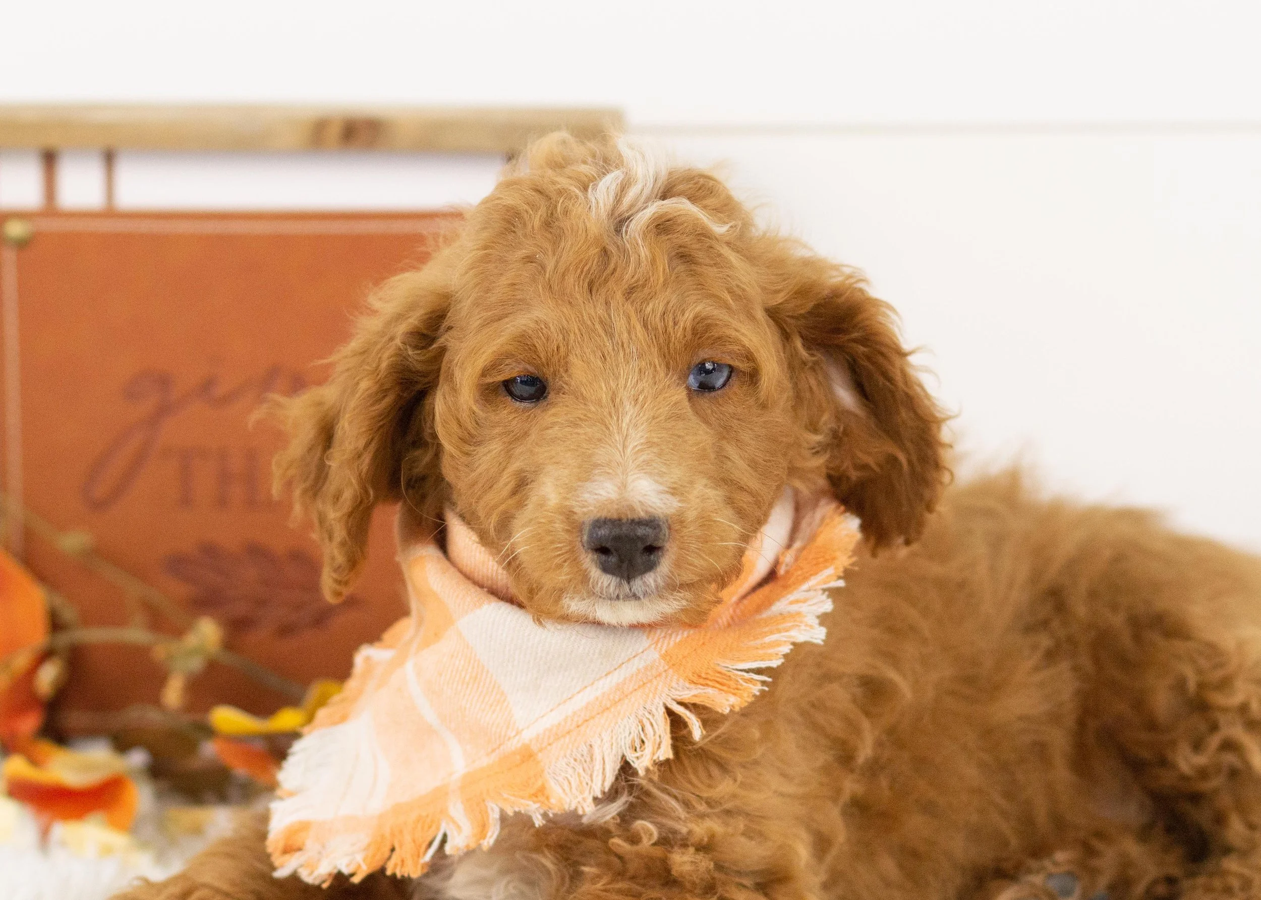 Graham goldendoodle for sale(2).jpg