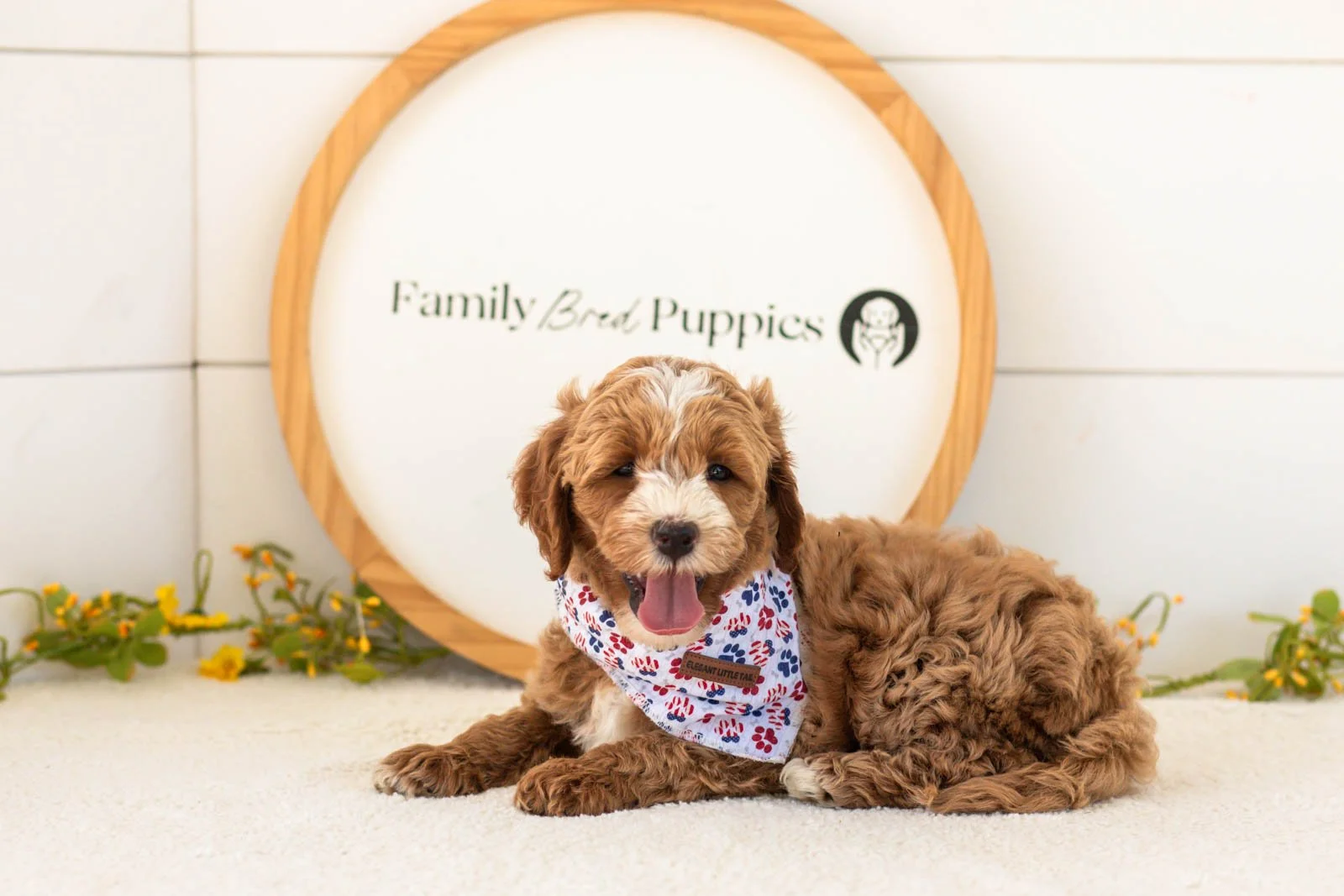 Mac goldendoodle for sale.jpg