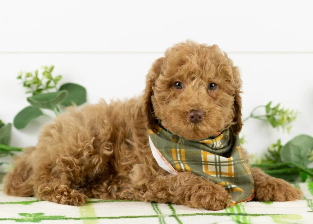 Doug 12-22-25 Texas 5. 8oz-2.jpg