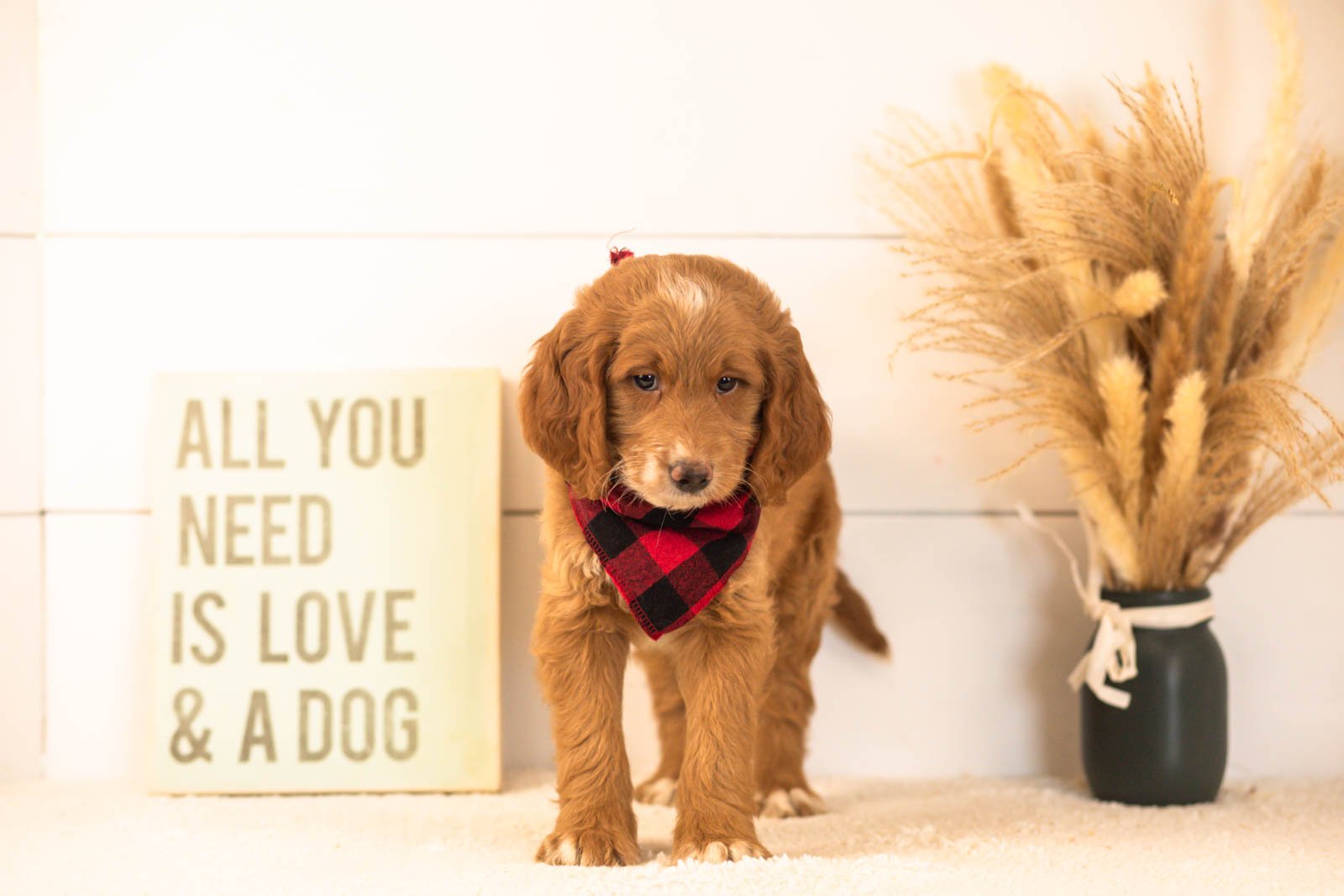 Marley goldendoodle for sale(1).jpg