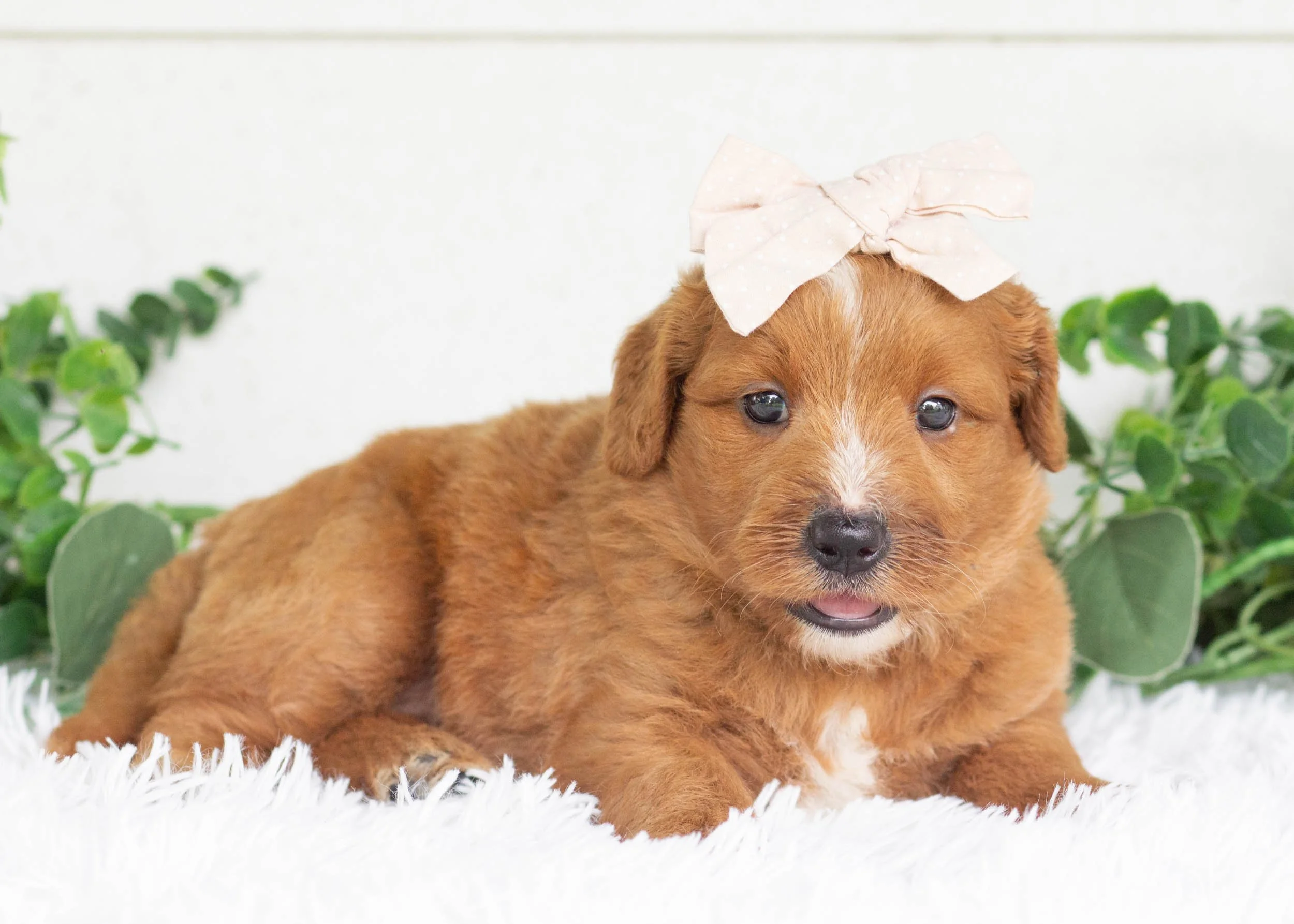 Waffles Goldendoodle For Sale.jpg