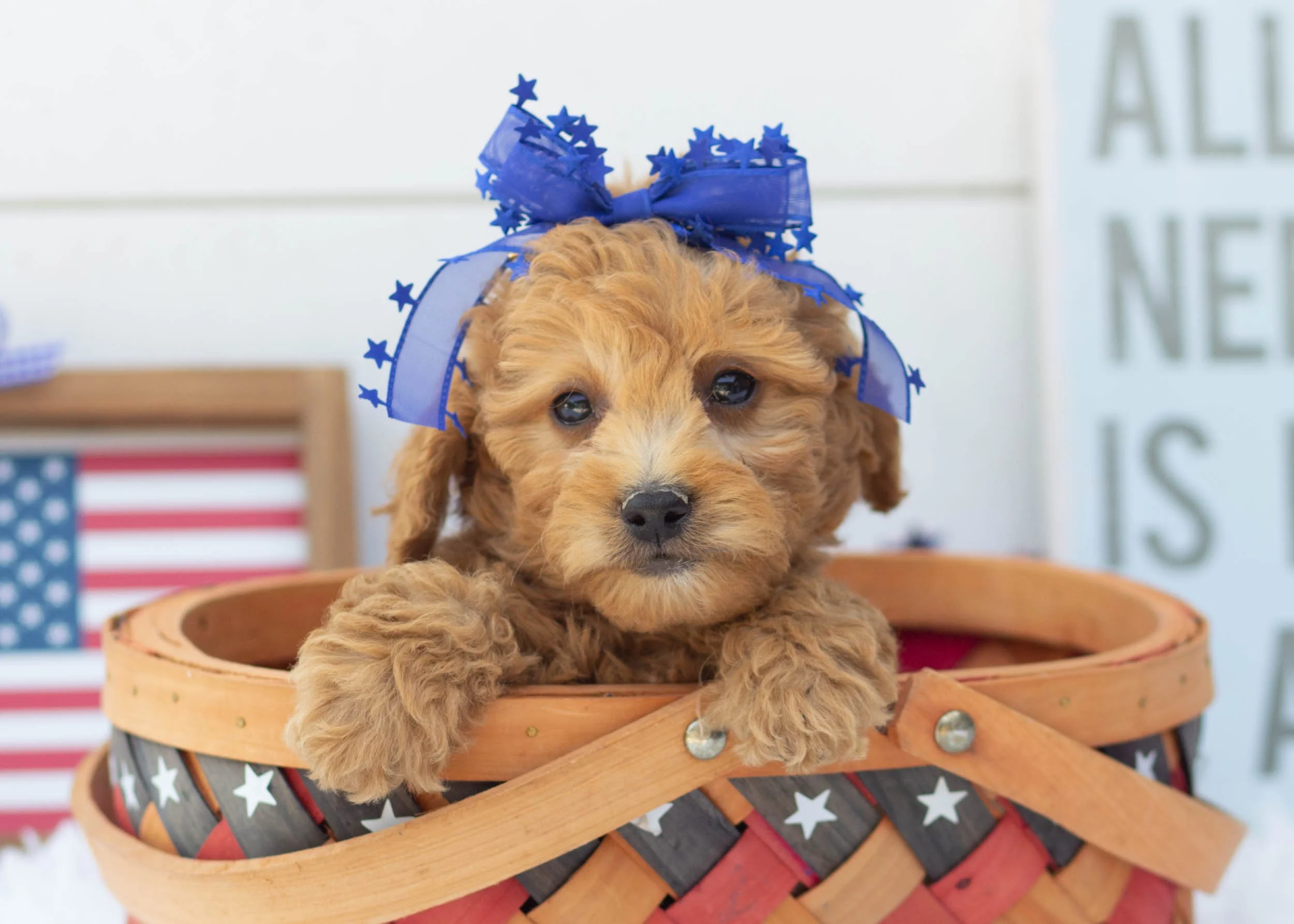 Gianna Goldendoodle For Sale(3).jpg