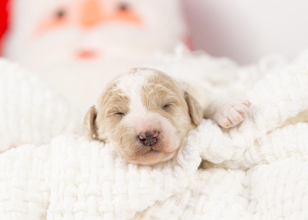 goldendoodle for sale