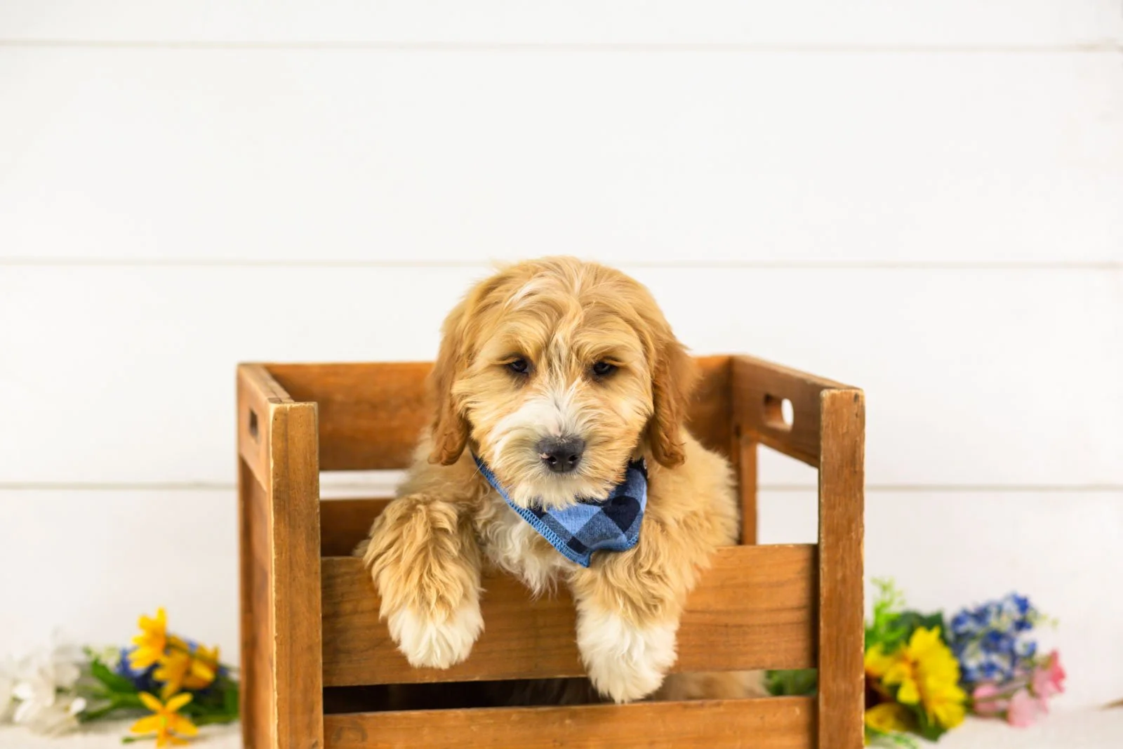 paul goldendoodle for sale.jpg