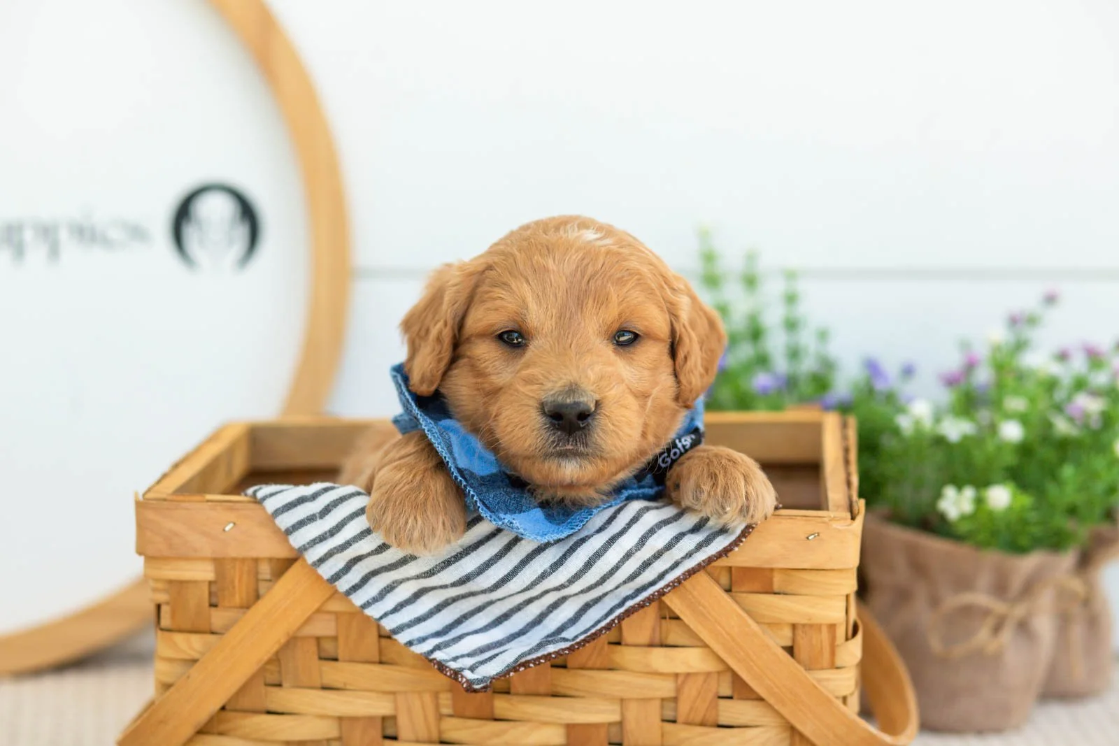 Putzie Goldendoodle for sale(3).jpg