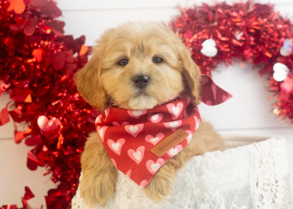 goldendoodle for sale