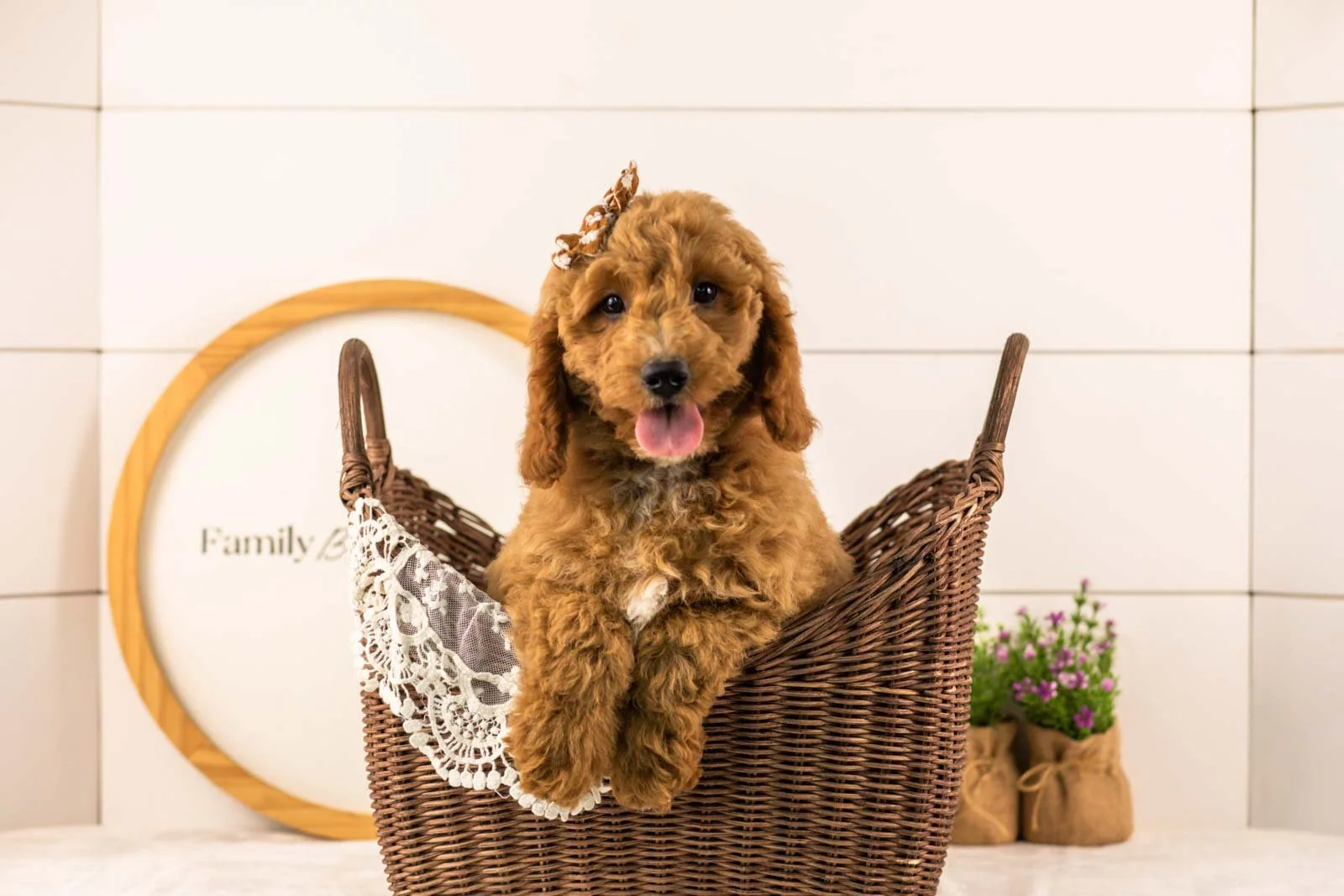 Breeze goldendoodle for sale(1).jpg