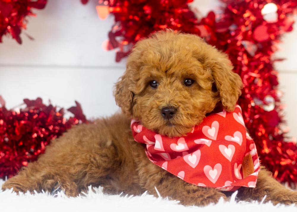 Bear goldendoodle for sale(2).jpg