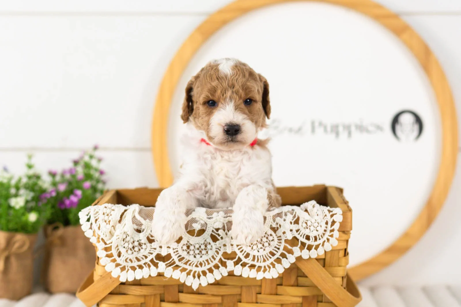 Luca goldendoodle for sale(4).jpg