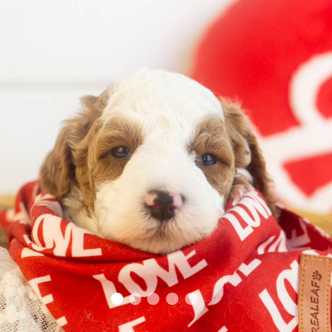 Copy of FBP Design.png