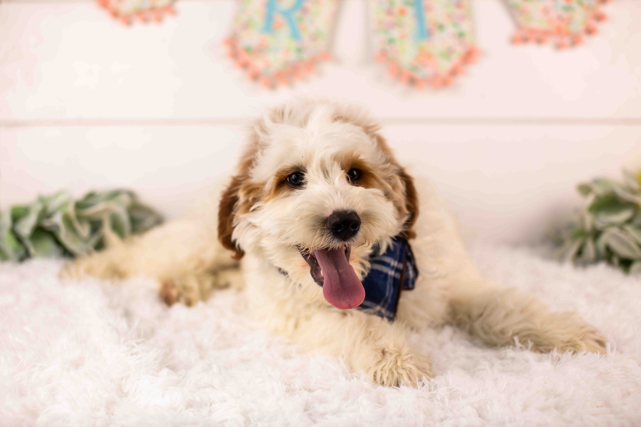 Clay goldendoodle for sale(2).jpg