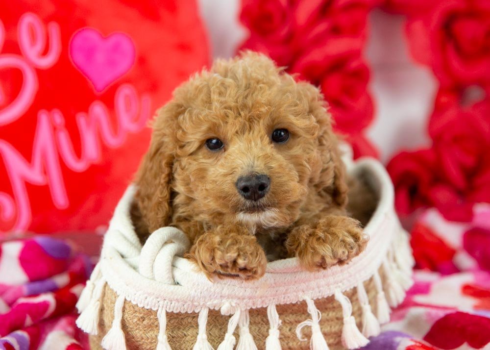 mort goldendoodle for sale(1).jpg