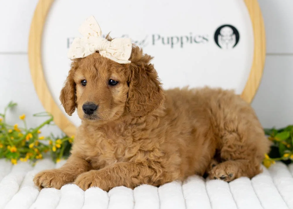 Mila goldendoodle for sale(1).jpg