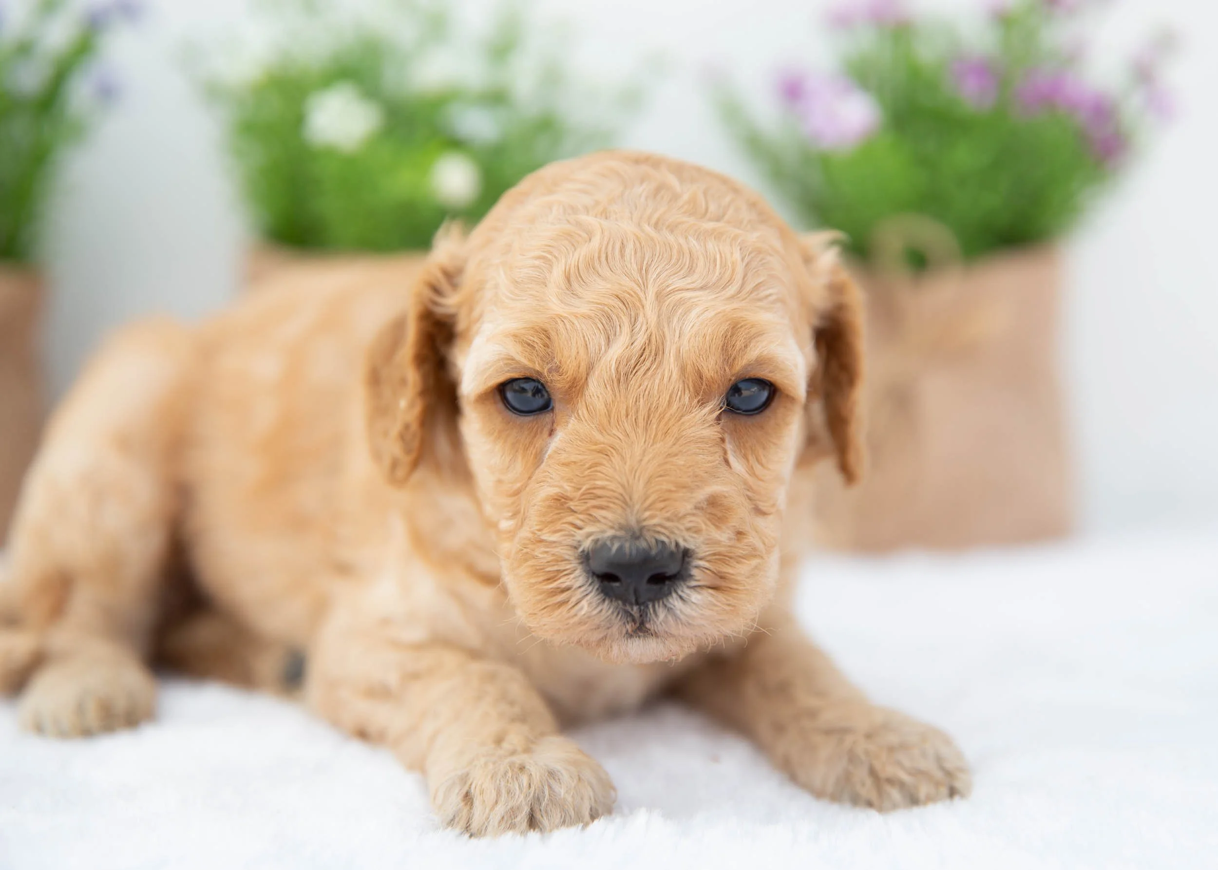 Ryder goldendoodle for sale(2).jpg