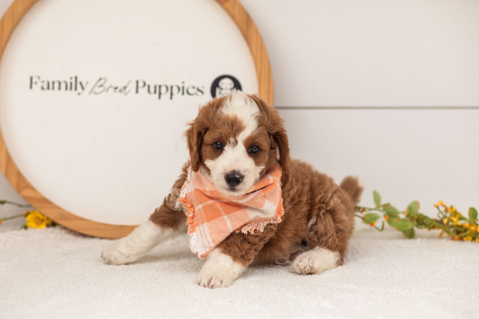Rocket goldendoodle for sale.jpg