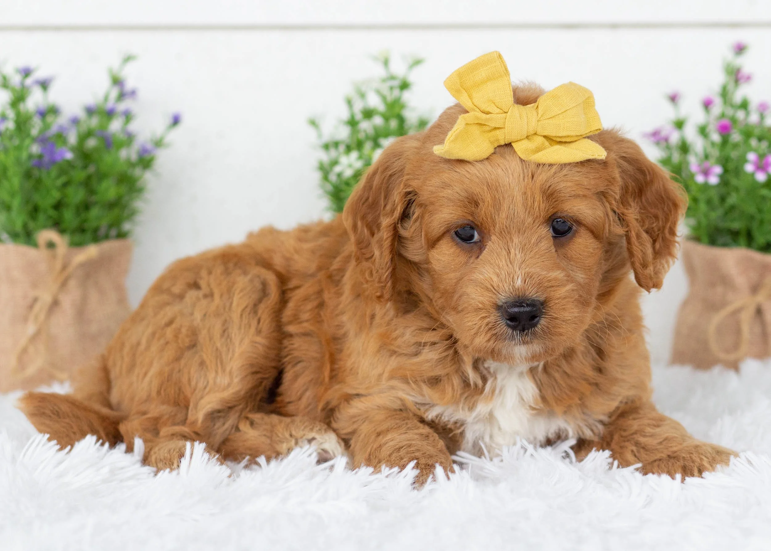 Sunny goldendoodle for sale(3).jpg