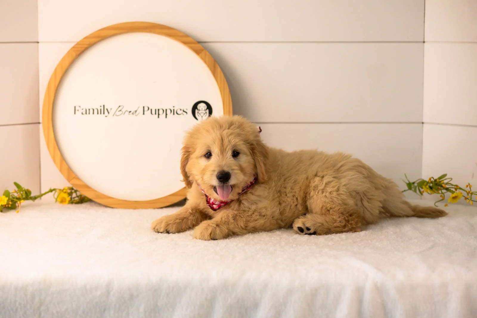 Emery goldendoodle for sale.jpg