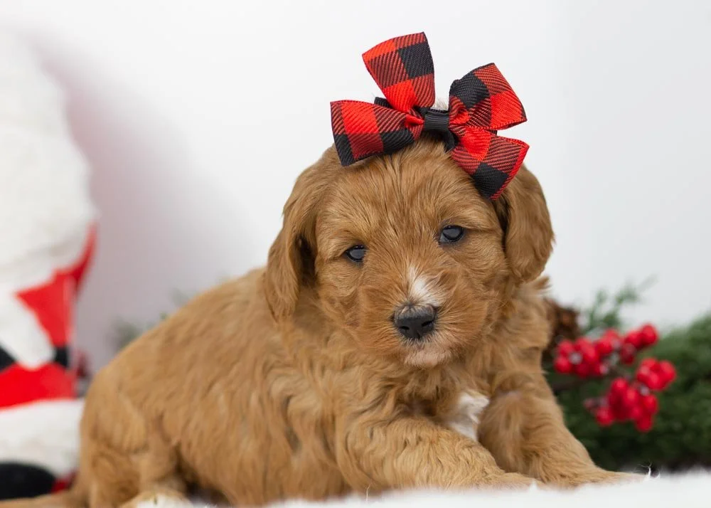 L Lambright 11-1-25 Bell 3.60-4.jpg