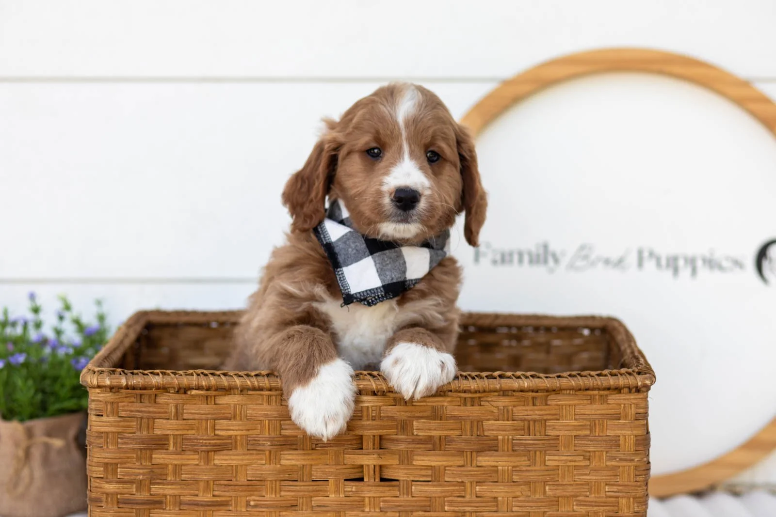 Gruyere goldendoodle for sale(1).jpg