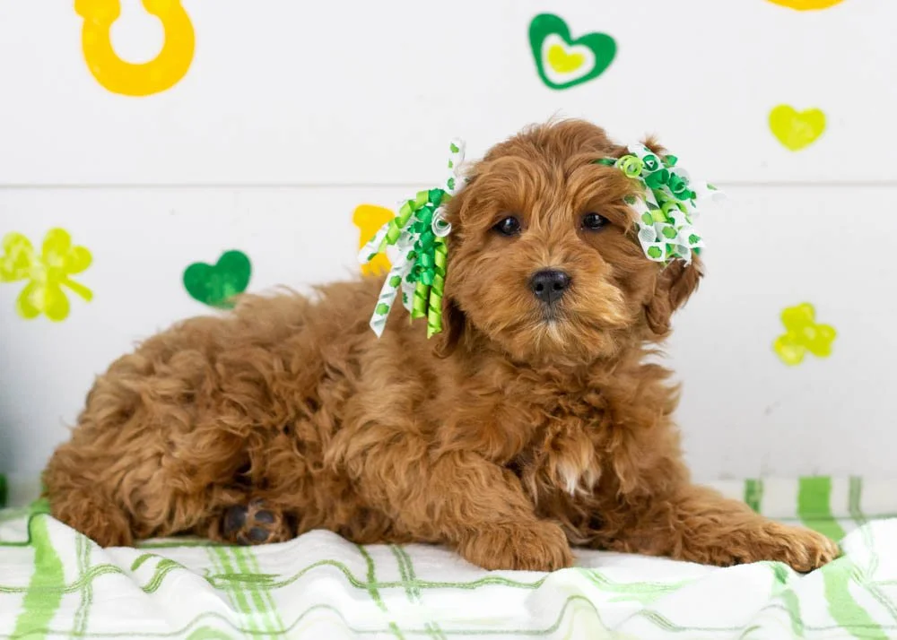 Candy goldendoodle for sale(2).jpg