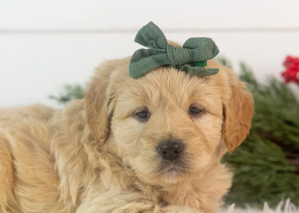 Dale 12-1-25 Sage 5.32-4.jpg