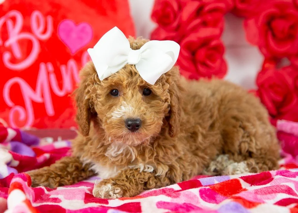 chilli goldendoodle for sale(1).jpg