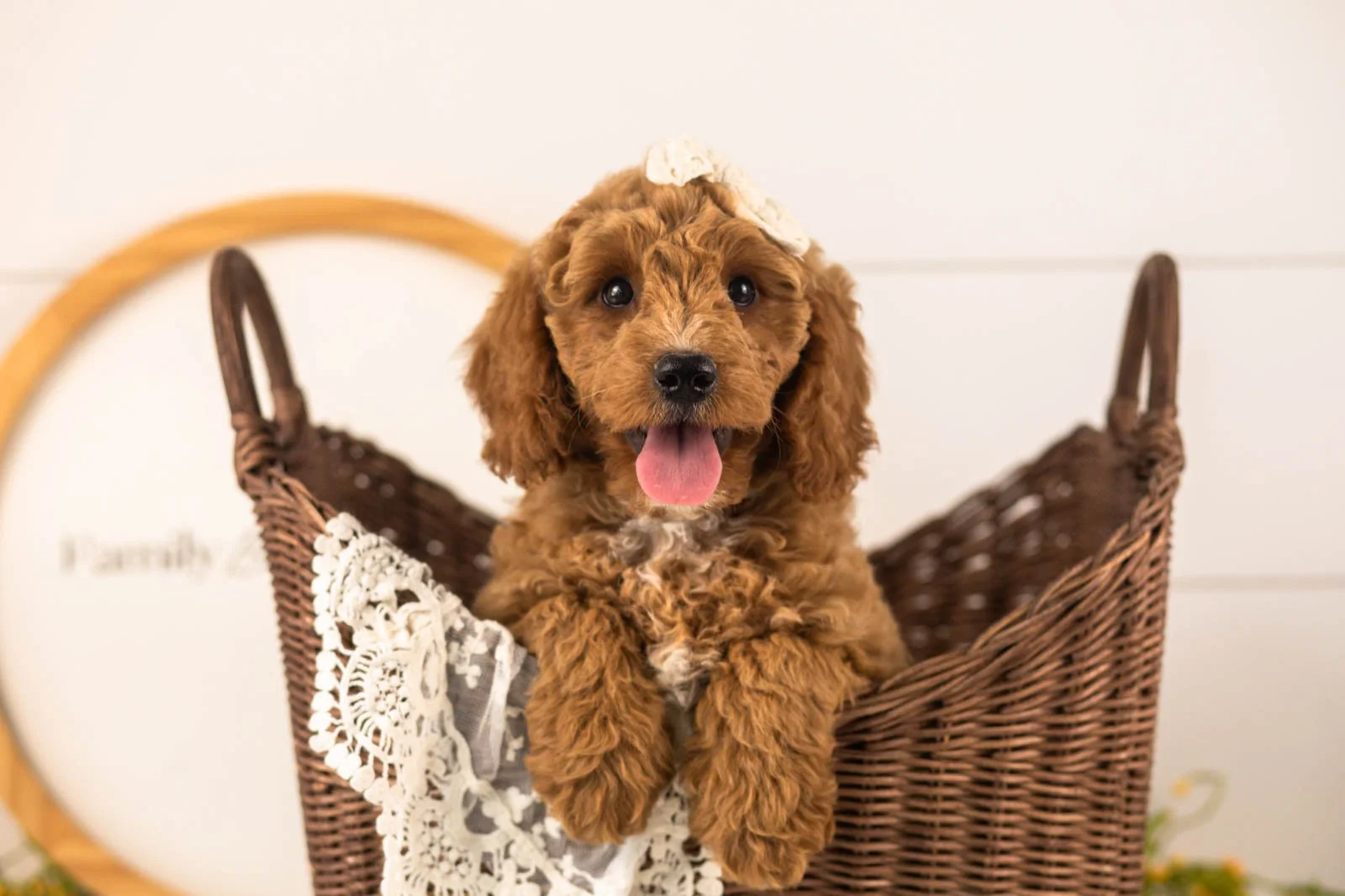 Breeze Goldendoodle for sale(3).jpg