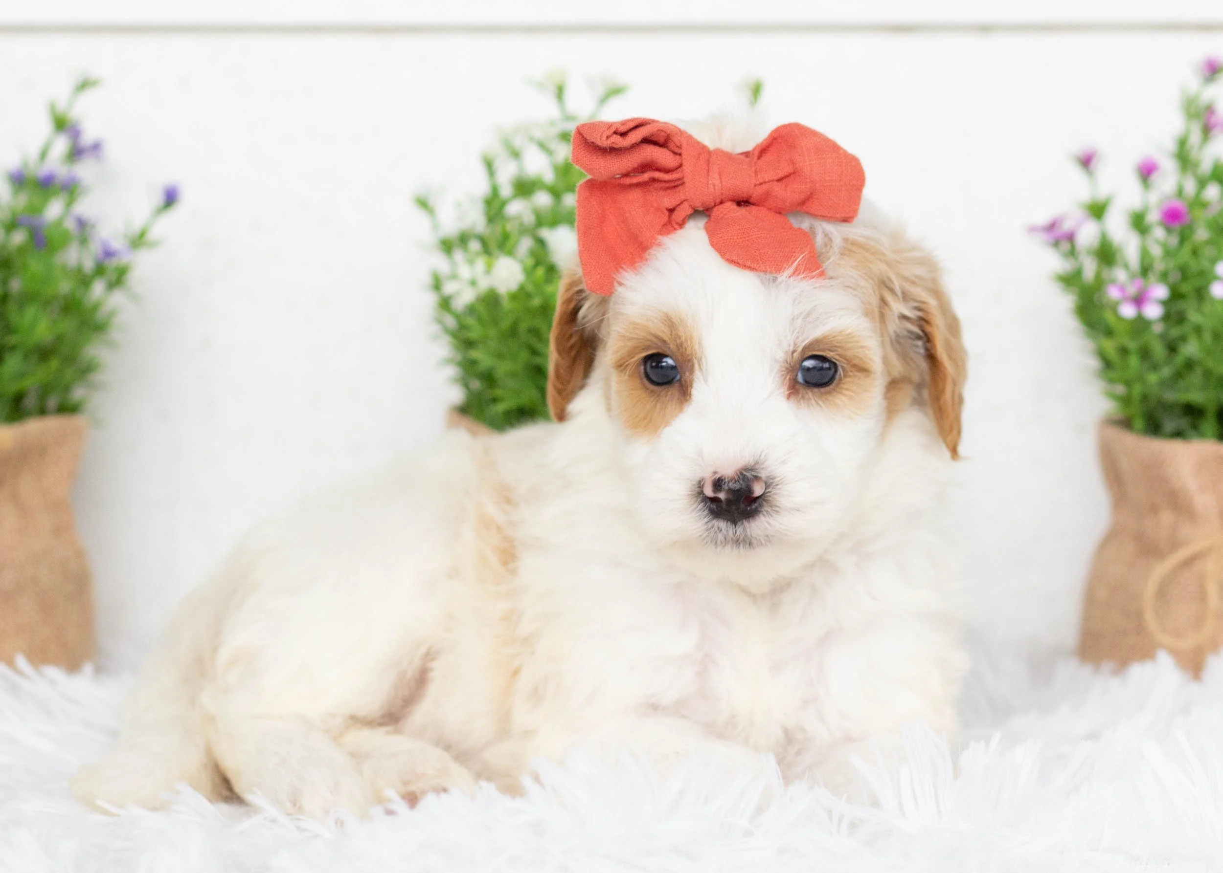 Marley goldendoodle for sale(2).jpg