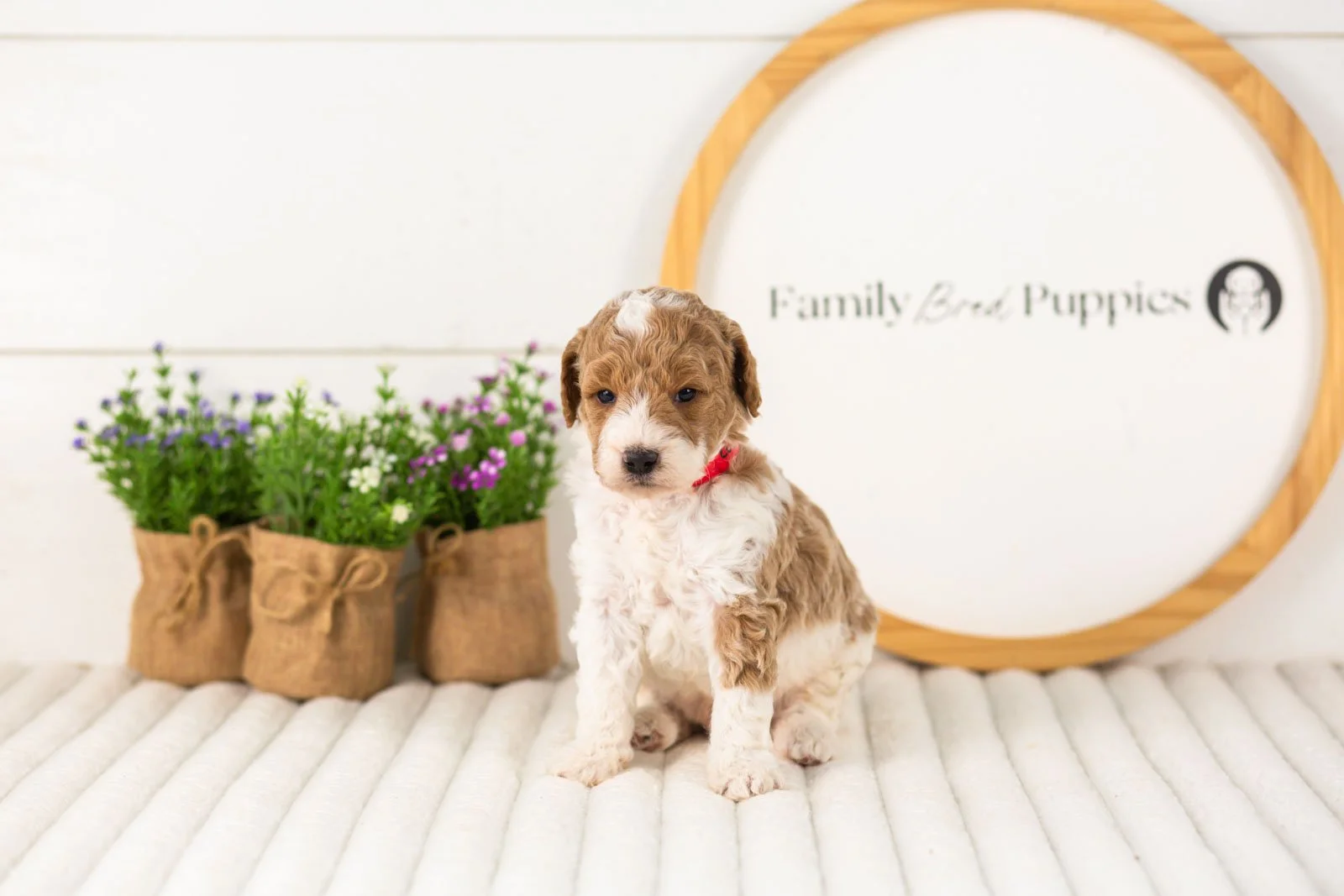 Luca goldendoodle for sale(1).jpg